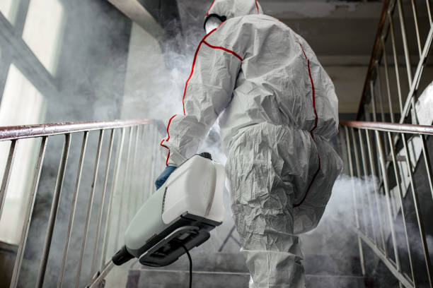 Why You Should Choose Our Mold Remediation Services in South Valley Stream, NY